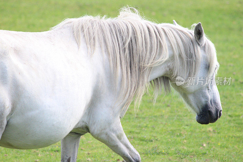 白马/新森林小马在草地上小跑的图像
